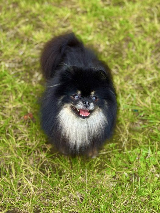 Mini szpic z ogromnym urokiem i cudnym charakterem!