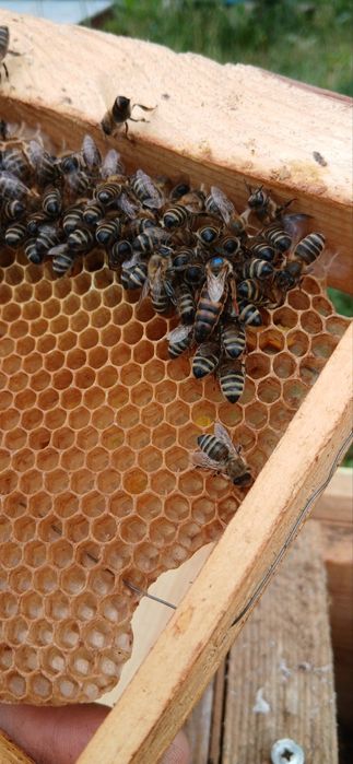 Бджоломатки українська степова порода 2025