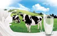 Mleko swojskie pełnowartościowe prosto od krowy