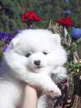 Śliczna bielutka suczka pomeranian*zarezerwowana*