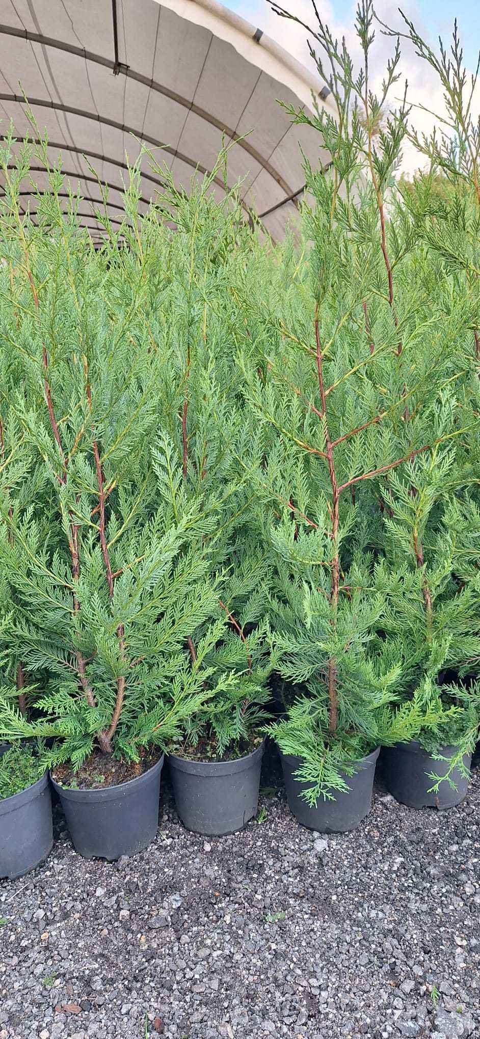 Cupressus Leylandii 100-150cm