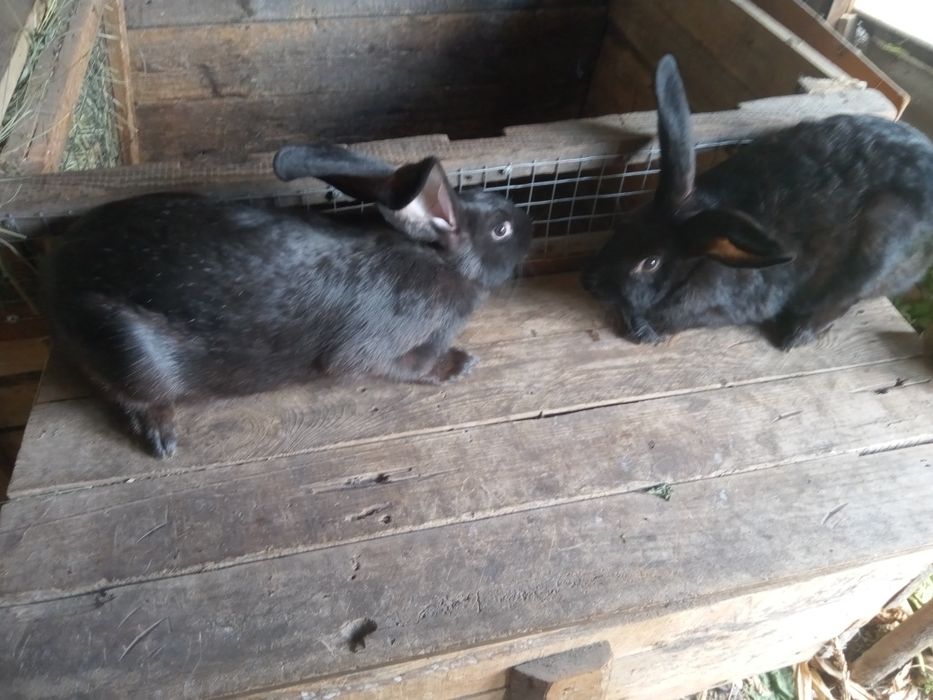 Продам кролів змішаної породи