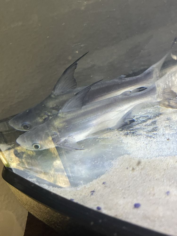 troco 2 pangasius hifin