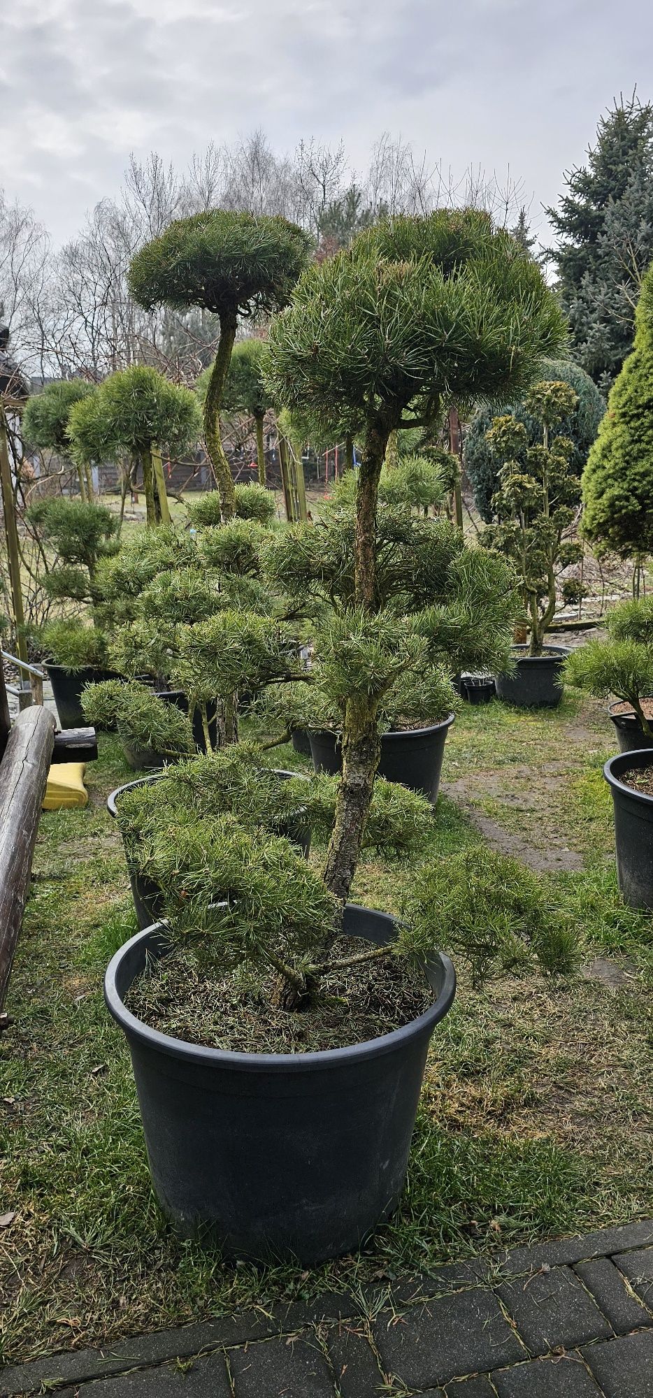 Bonsai Niwaki rośliny formowane