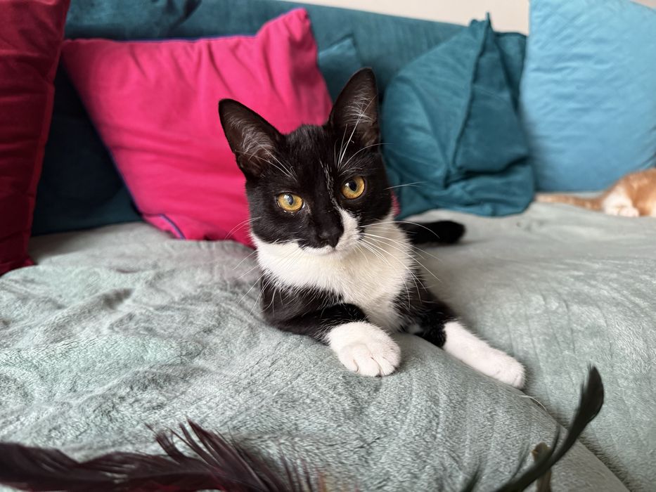 Uroczy kotek Lilo szuka domu! Otwart, kontaktowy, przemiły