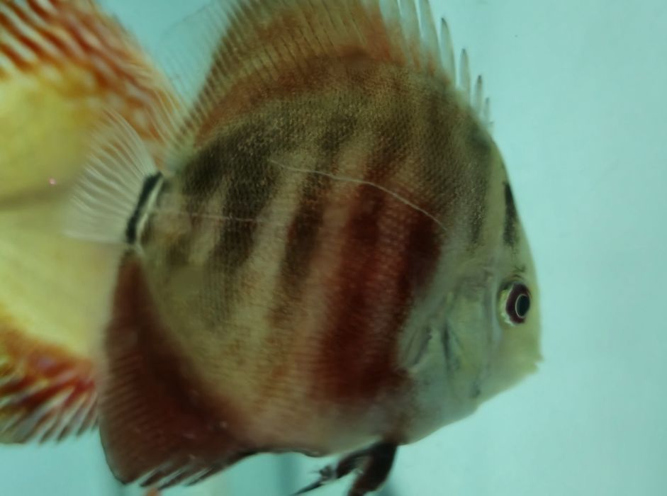 Ração Premium para Discus – Crescimento Rápido & Cores Intensas