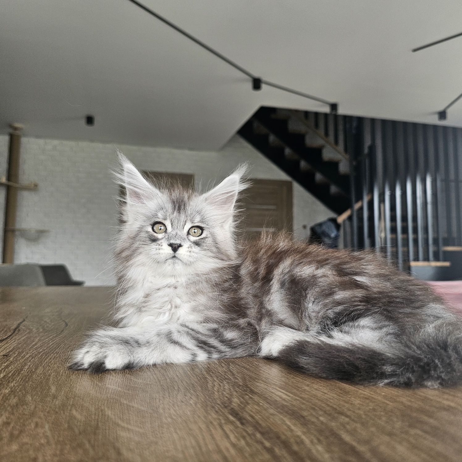 Koteczka Maine coon rodowód fpl FIFe