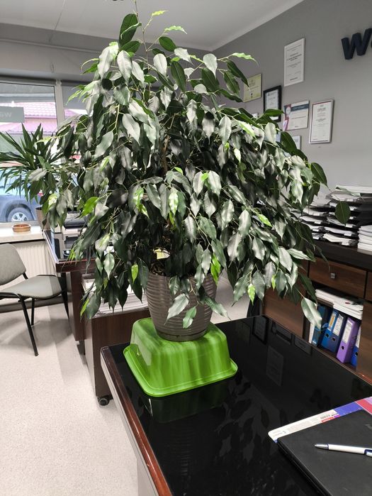 Sprzedam Fikus Benjamiński