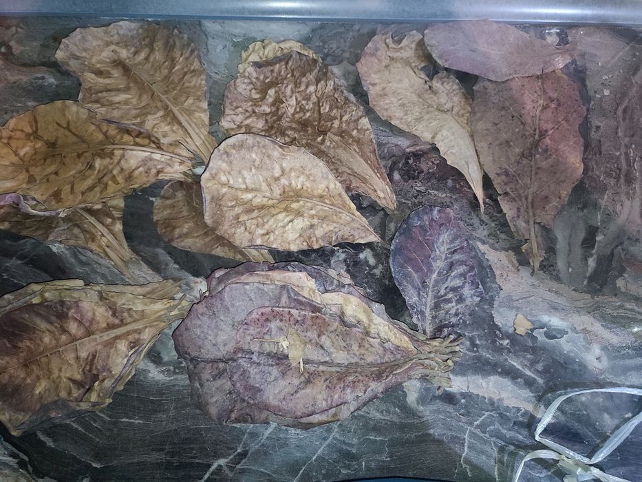 Liście Ketapangu / migdałowca .