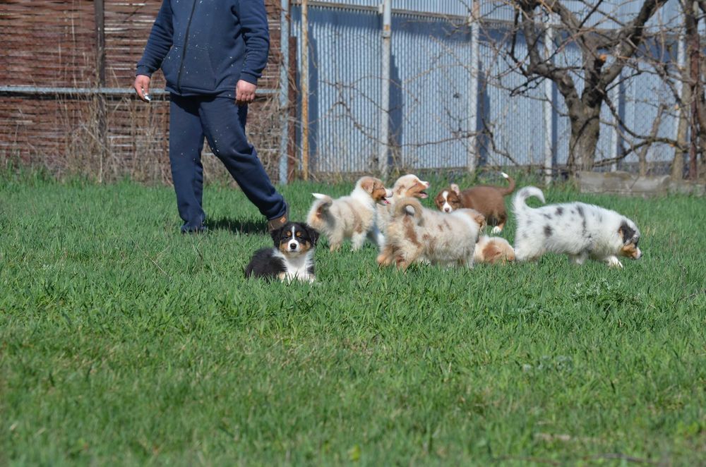 Ауссі з генетичними тестами! Київ,або відправлю. Є "Оплата частинами"
