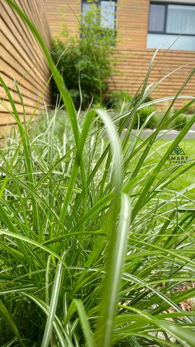 Profesjonalne Zakładanie Trawnika - Drenaż - Nawadnianie -SMART GARDEN