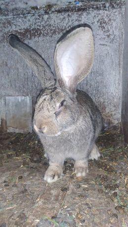 Продам кроликів пороли фландер і каліфорніяія