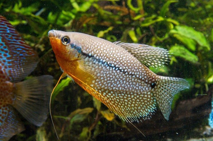 Гурамі перлинна рибка акваріумна
