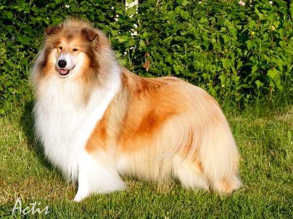 COLLIE Owczarek Szkocki młoda suczka po Multi Championie