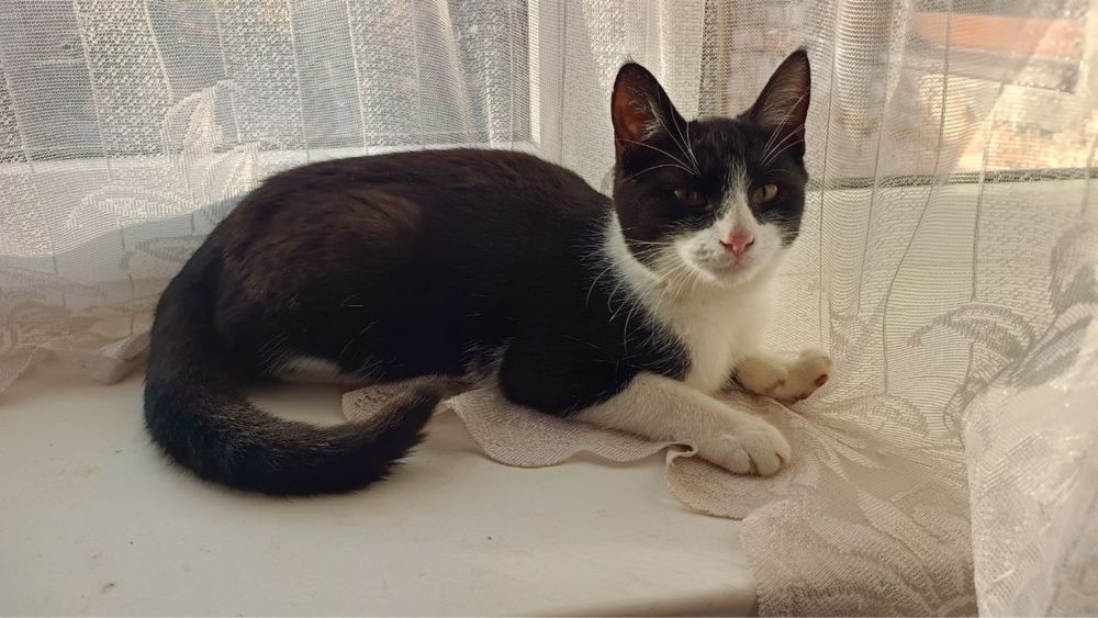 Киця (пʼять місяців)