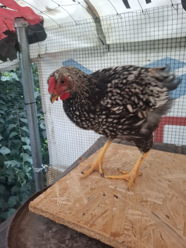 Koguty  marans, australorp, wyandotte, sandy