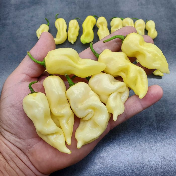 Насіння гострого перцю (Carolina Reaper, Habanero, Jalapeno та інші)