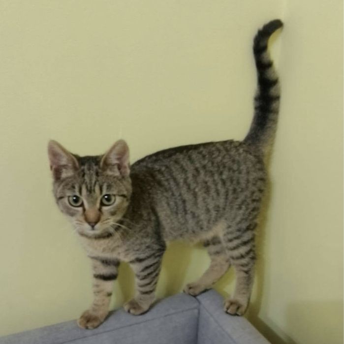 Agtaka 3 misieczna kotka do adopcji koty