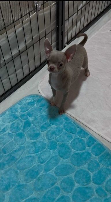 Лілова красуня - Чихуахуа. Лілова дівчинка у продажу.