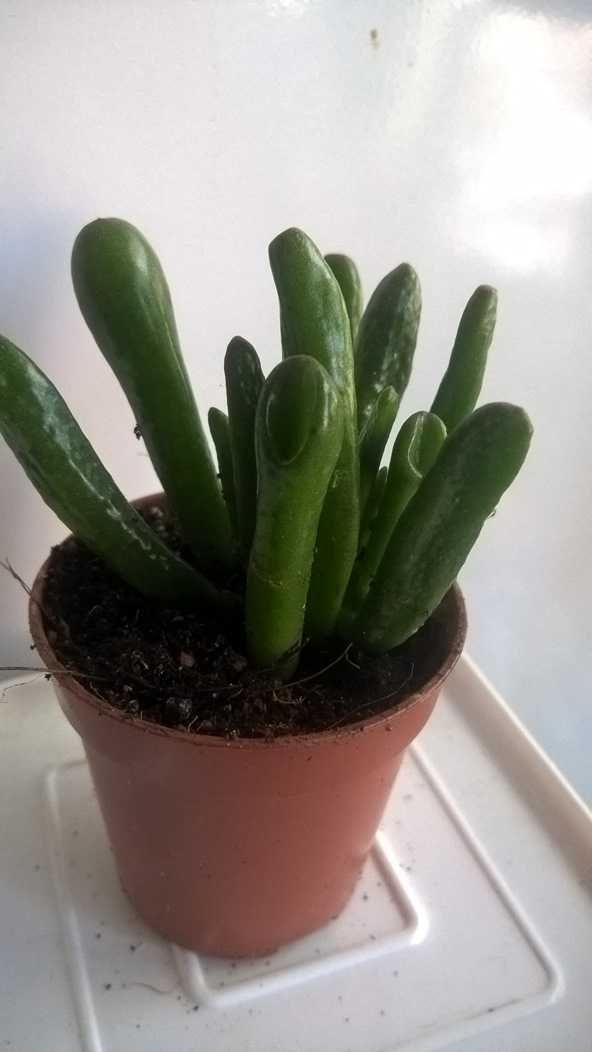 Crassula Hobbit  Крассула Хоббит Ушки Шрека