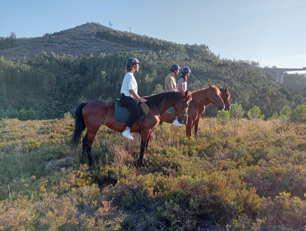 Passeios de cavalo /Aluguer de cavalos