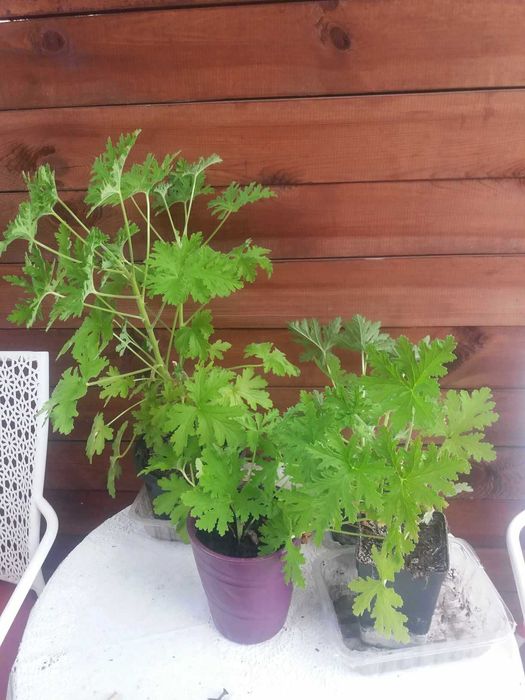 okazja geranium anginka na przyziebienia, geranium kwiat