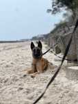 Owczarek Belgijski Malinois ZKwP/FCI pies szczenię