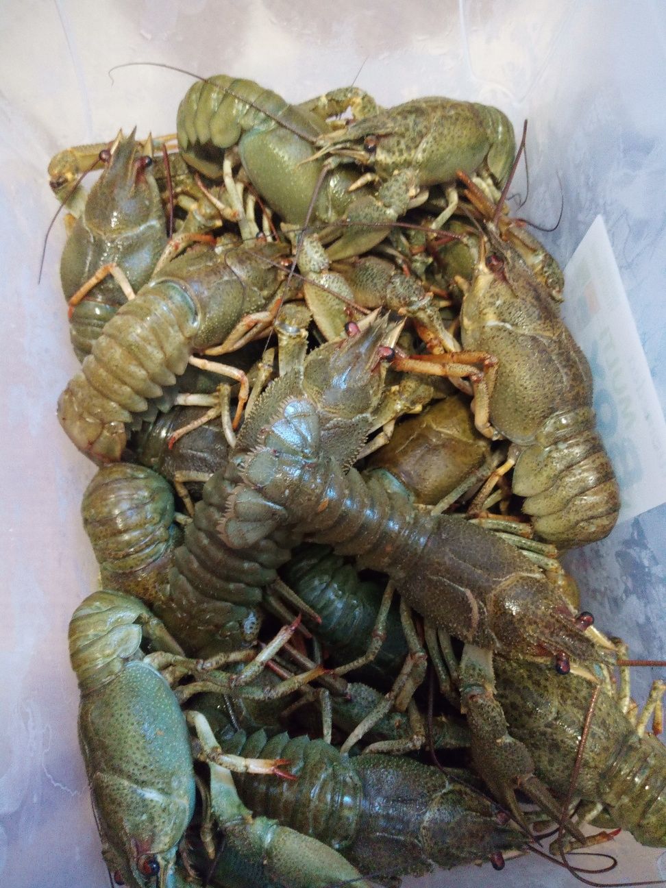 Раки живі продам