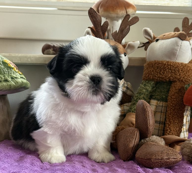 szczeniaczek shih tzu ZKWP