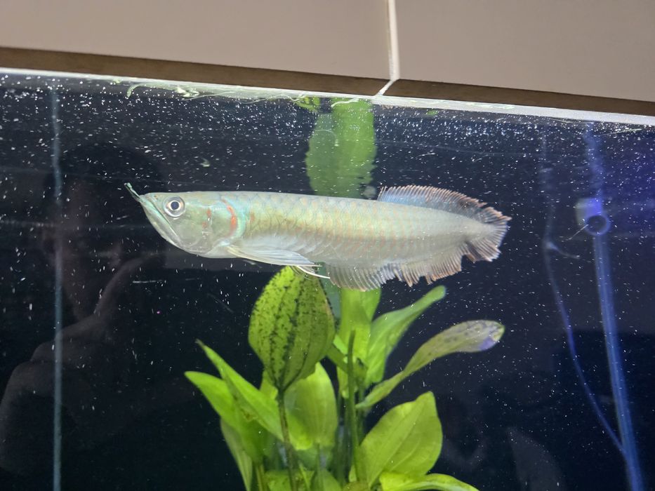 Arowana Silver srebrna 25cm+ promocja mikołajkowa