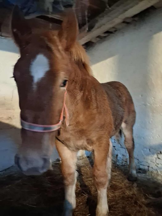 Sprzedam źrebówke siedem miesięcy