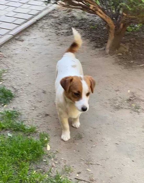 Piesek Jack Russell Terrier