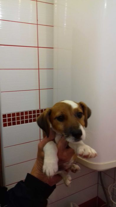 Цуценята джек рассел тер’єра. Доставка у Ваше місто