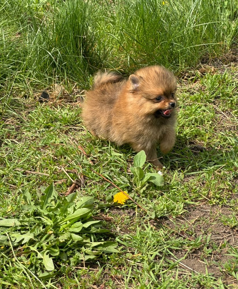 Померанский шпиц