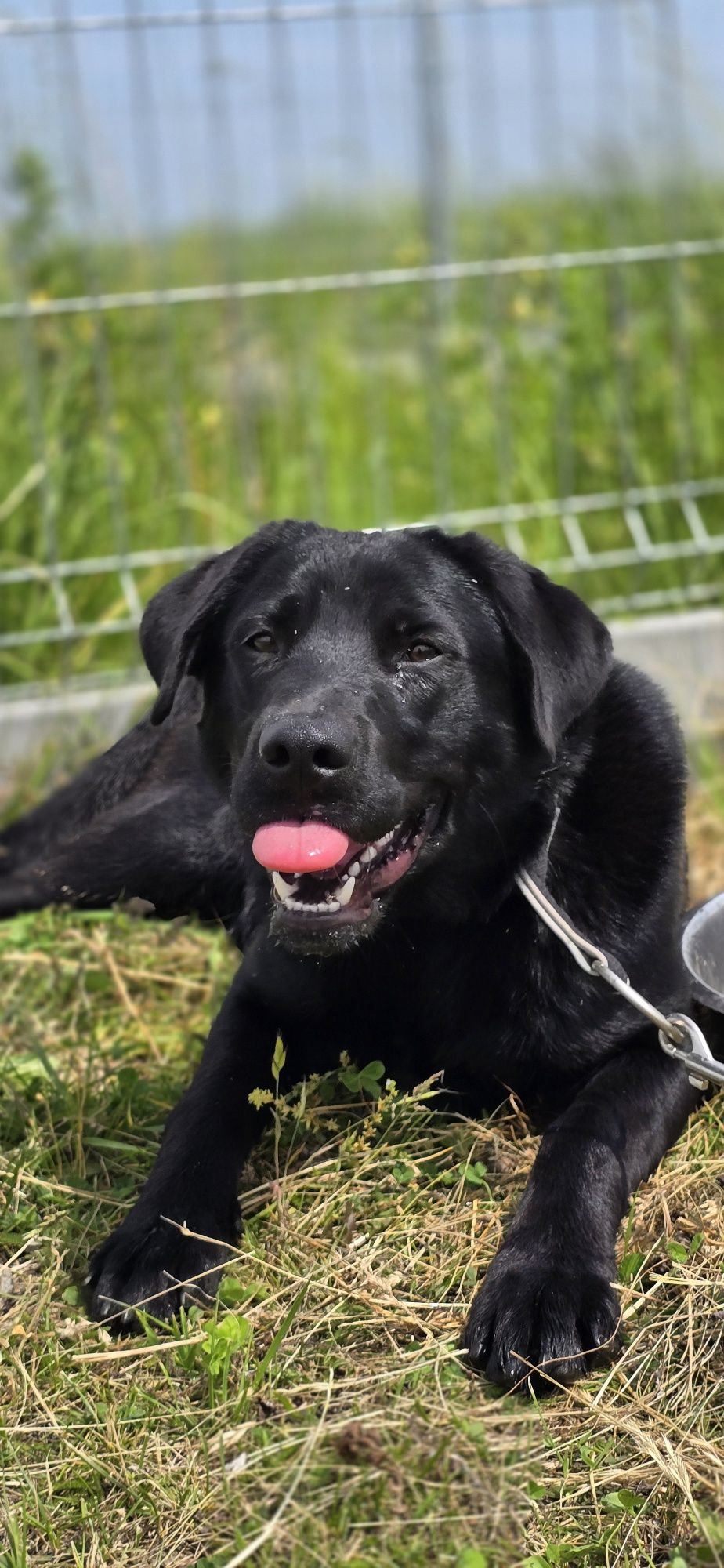 Frolic w typie Labradora