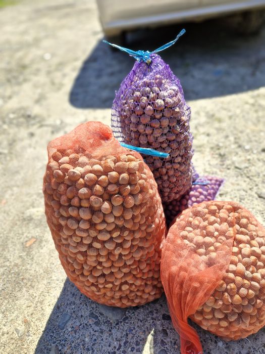 Фундук.  Свіжий урожай.  Горіх. Ліщина. Опт . Роздріб. Фісташка.  Мед.