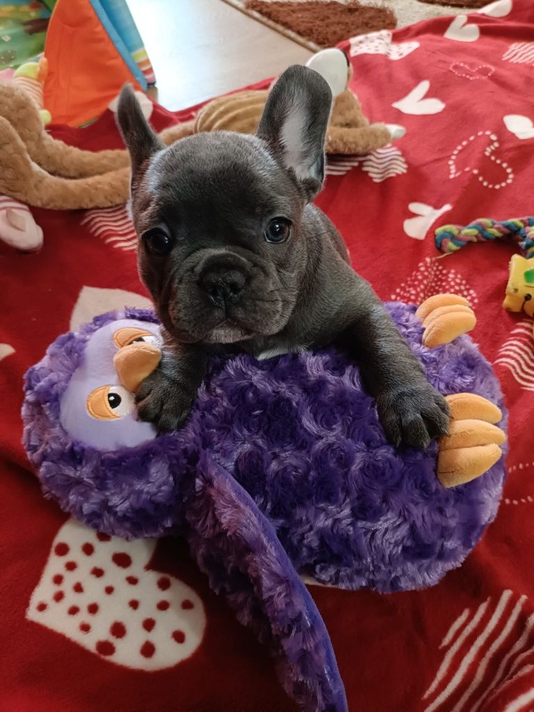Buldog francuski