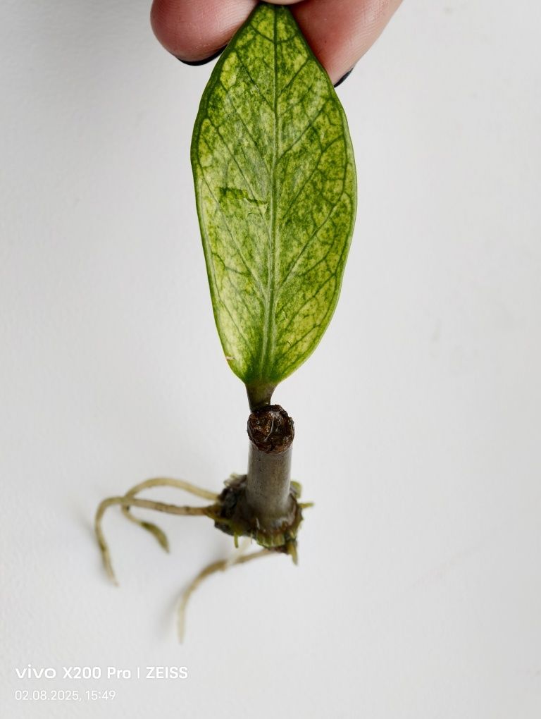 Zamioculcas chameleon