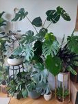 Monstera duża 175cm z donicą