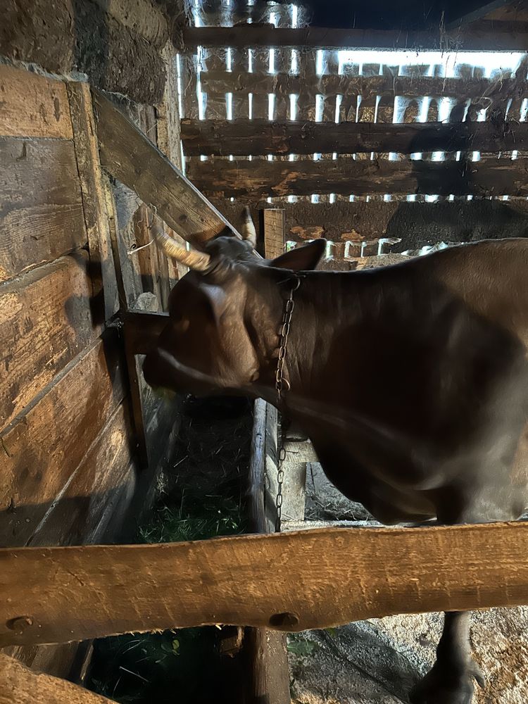 Маю на продажу 6 корів