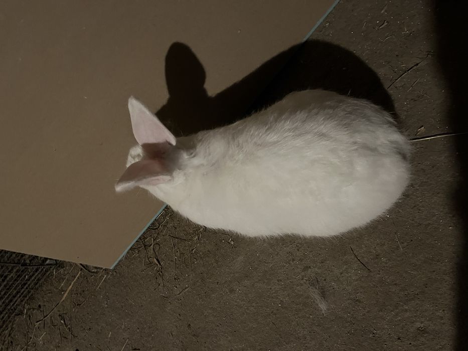 króliki królik Samice Samce