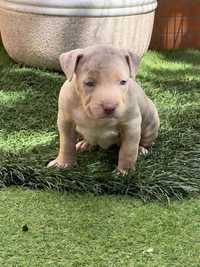 American bully abkc