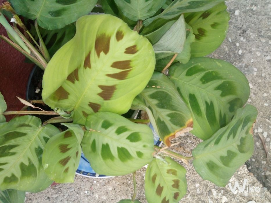 Plantas desde 2,50 até 10 conforme o tamanho