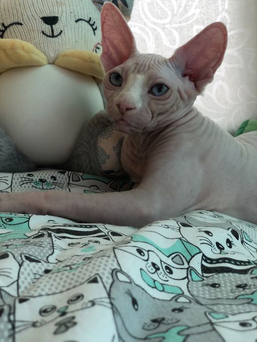 Котенок девочка сфинкс!