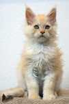 Yugo - kremowy kocurek Maine Coon