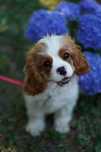 Cavalier King Charles Spaniel FCI ZKWP