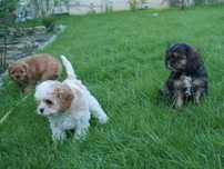 Cavapoo -Hybryda Piesek