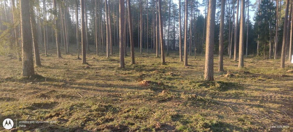 Skup lasów wycinka drzew usługi leśne sprzątanie powierzchni