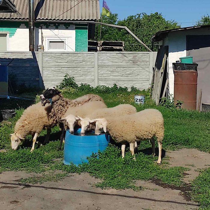 Продам ярки романівської та Меринос породи
