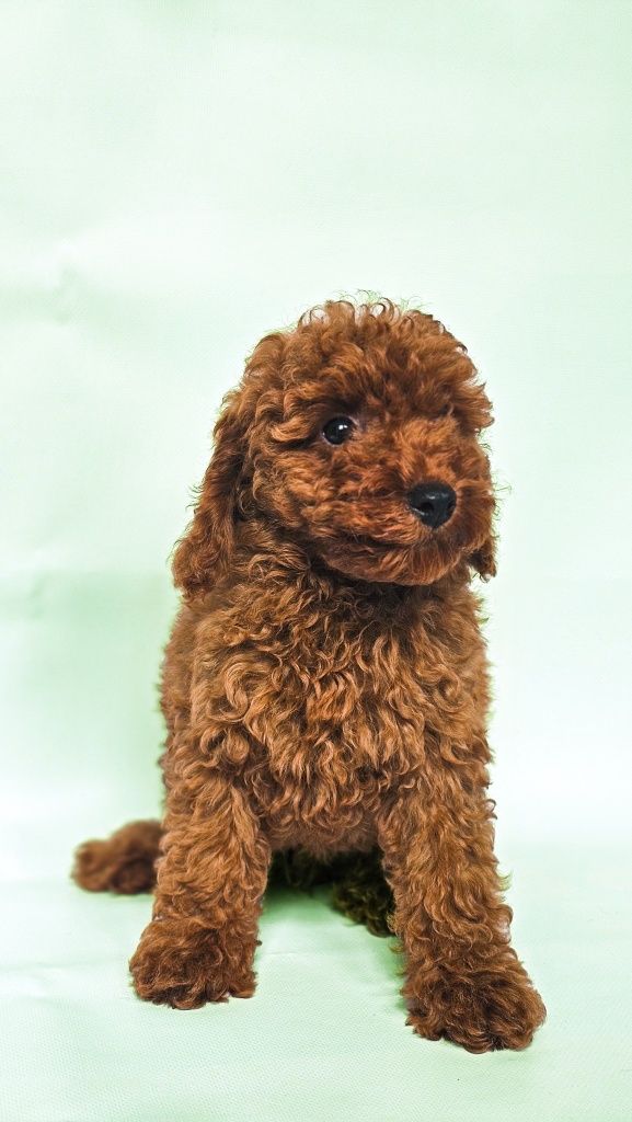 Pudel toy piesek Kosmo